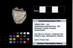 Foto (Objekt + Etikett) von Goniodromites complanatus (Reuss, 1858)  (NHMW-GEO-1990-0041-3942)